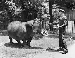 Peter the Great, the last of the Murphy hippos