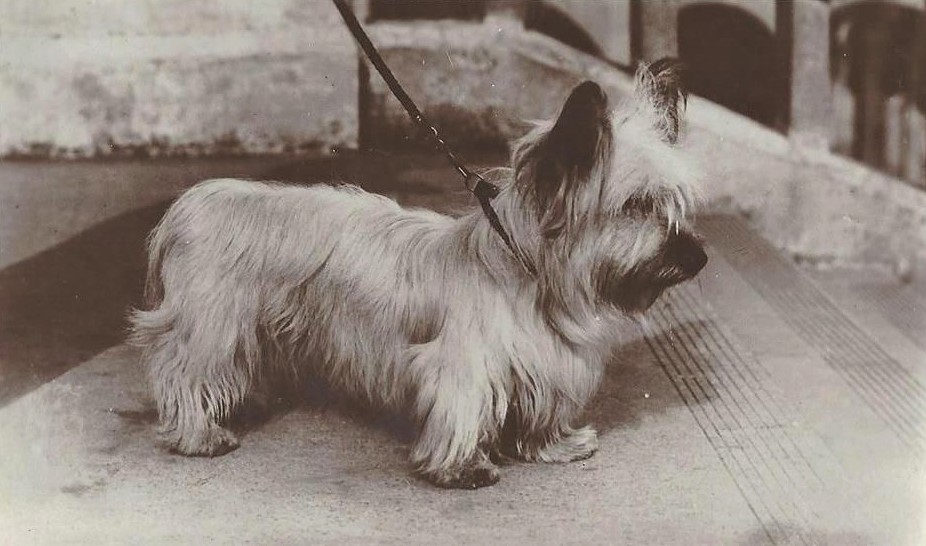 A small, shaggy Skye Terrier.