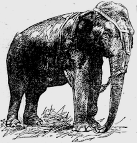 A black and white photo of Topsy the elephant standing in a field.