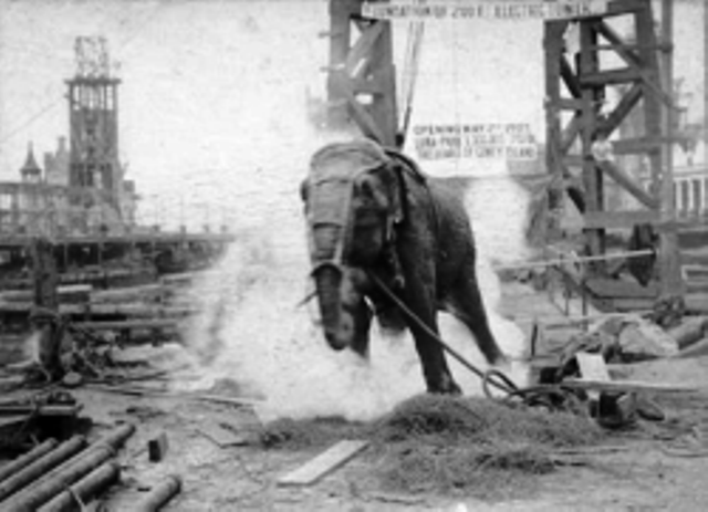 A black and white photo showing Topsy the elephant surrounded by men on a wooden structure, rigged with ropes and wires for her execution.